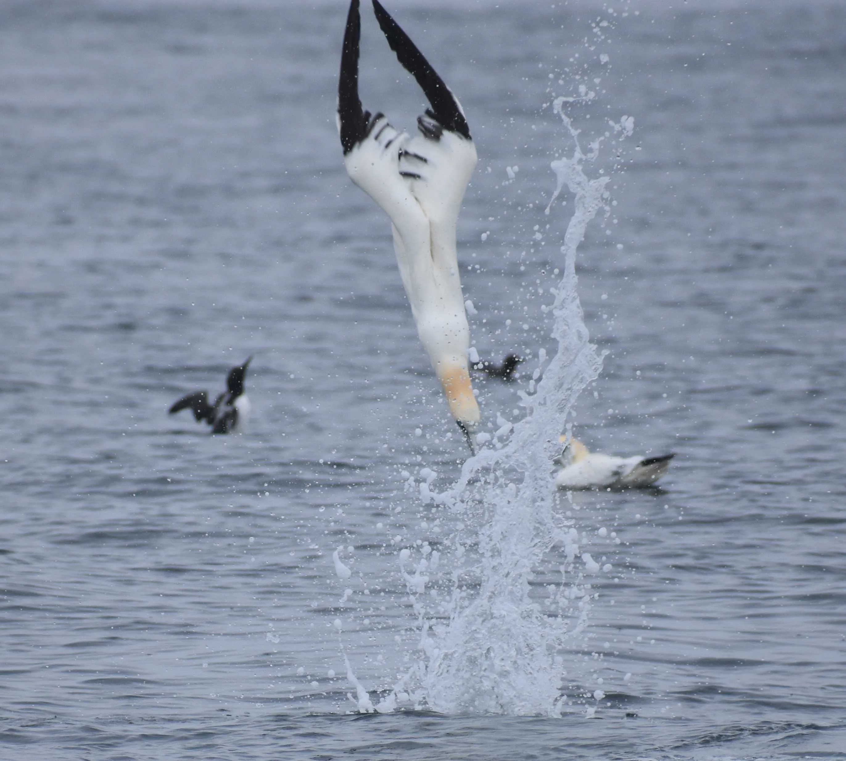 Aquaholics Portstewart Bay Trips