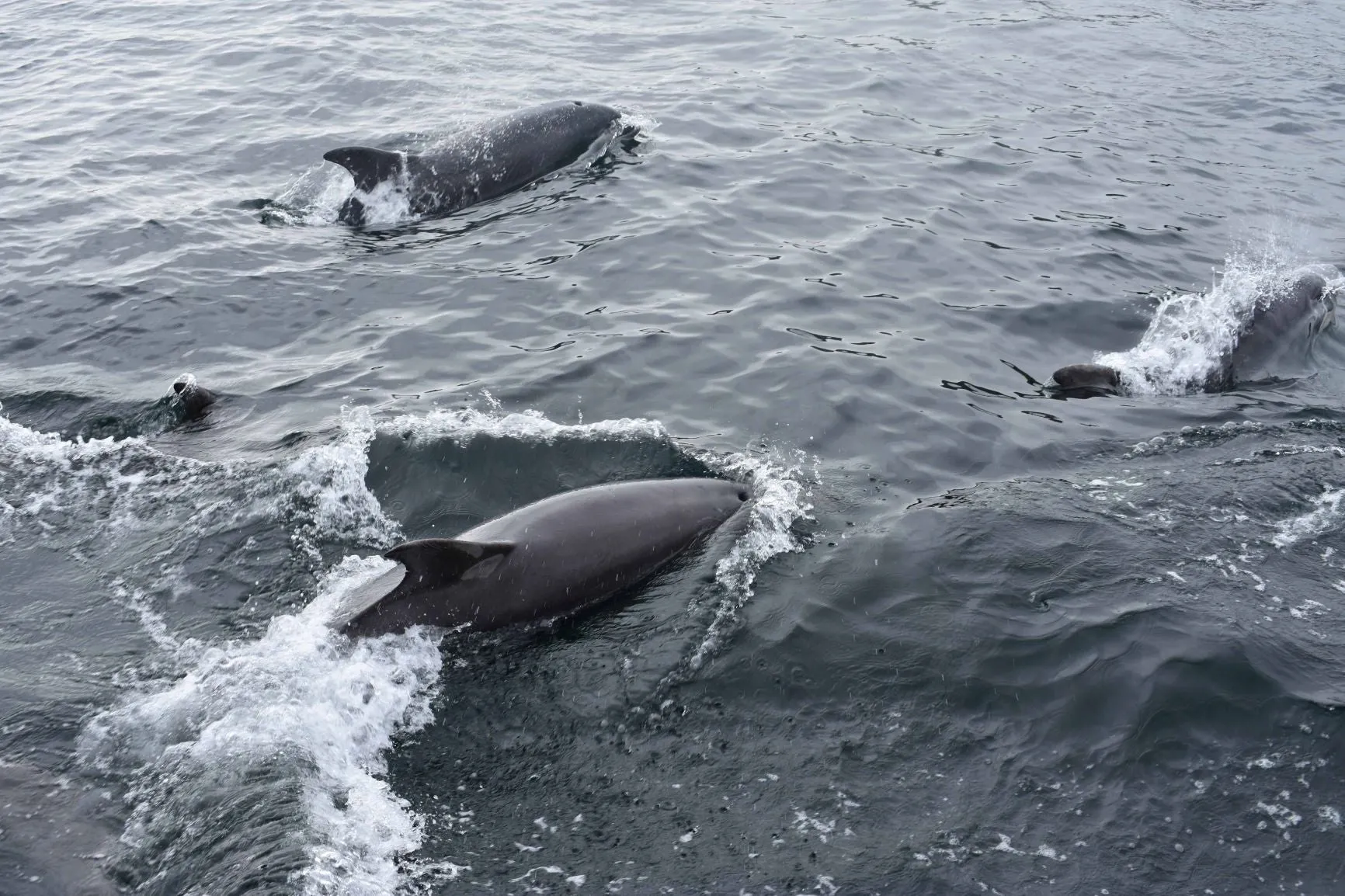 Aquaholics Portstewart Bay Trips