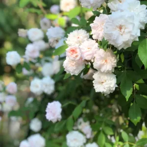 Cecile Brunner Rose