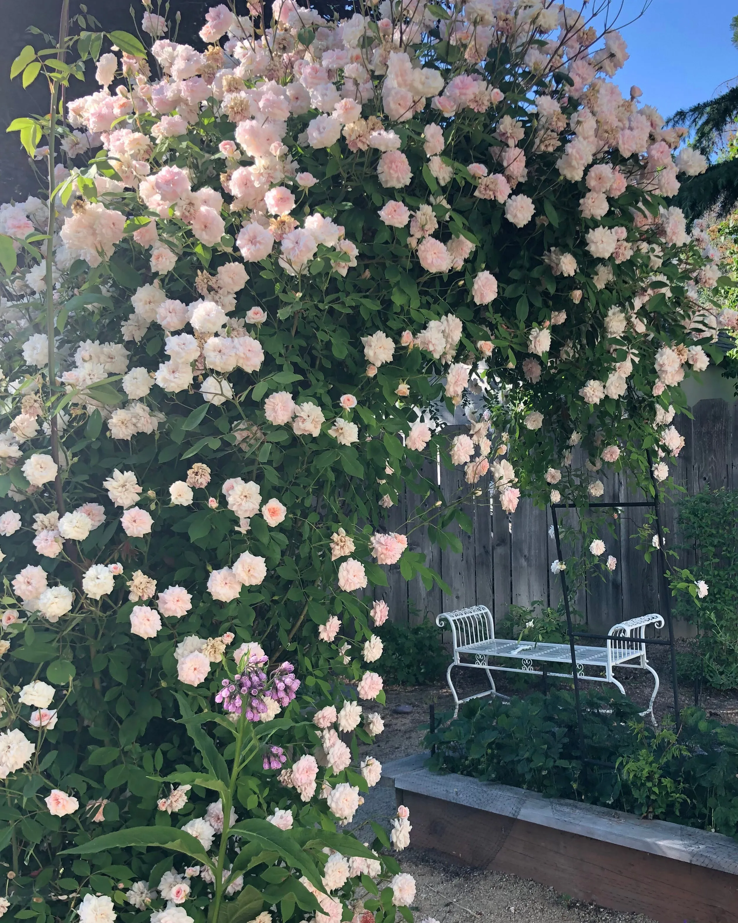 Cecile Brunner Rose