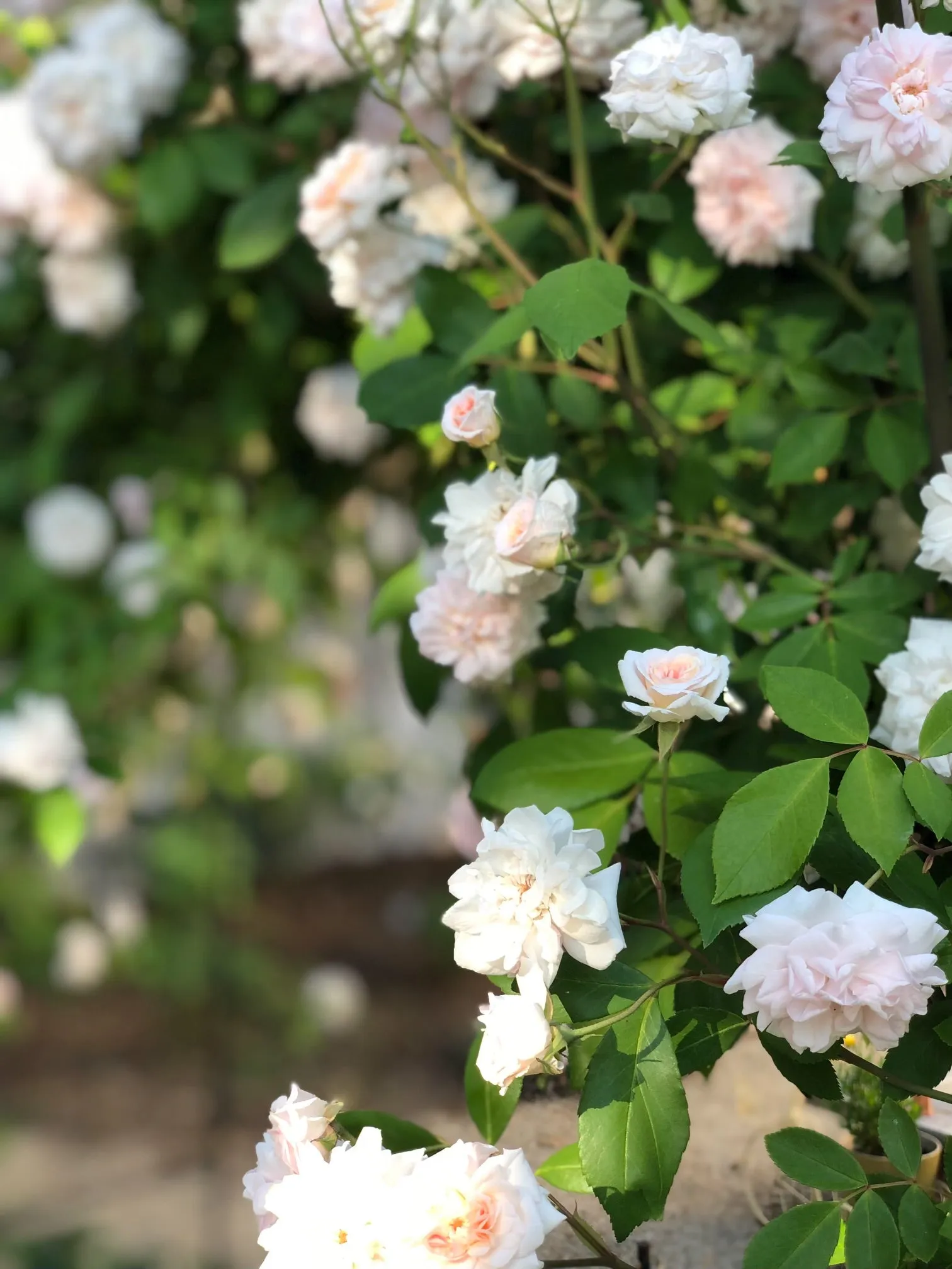 Cecile Brunner Rose