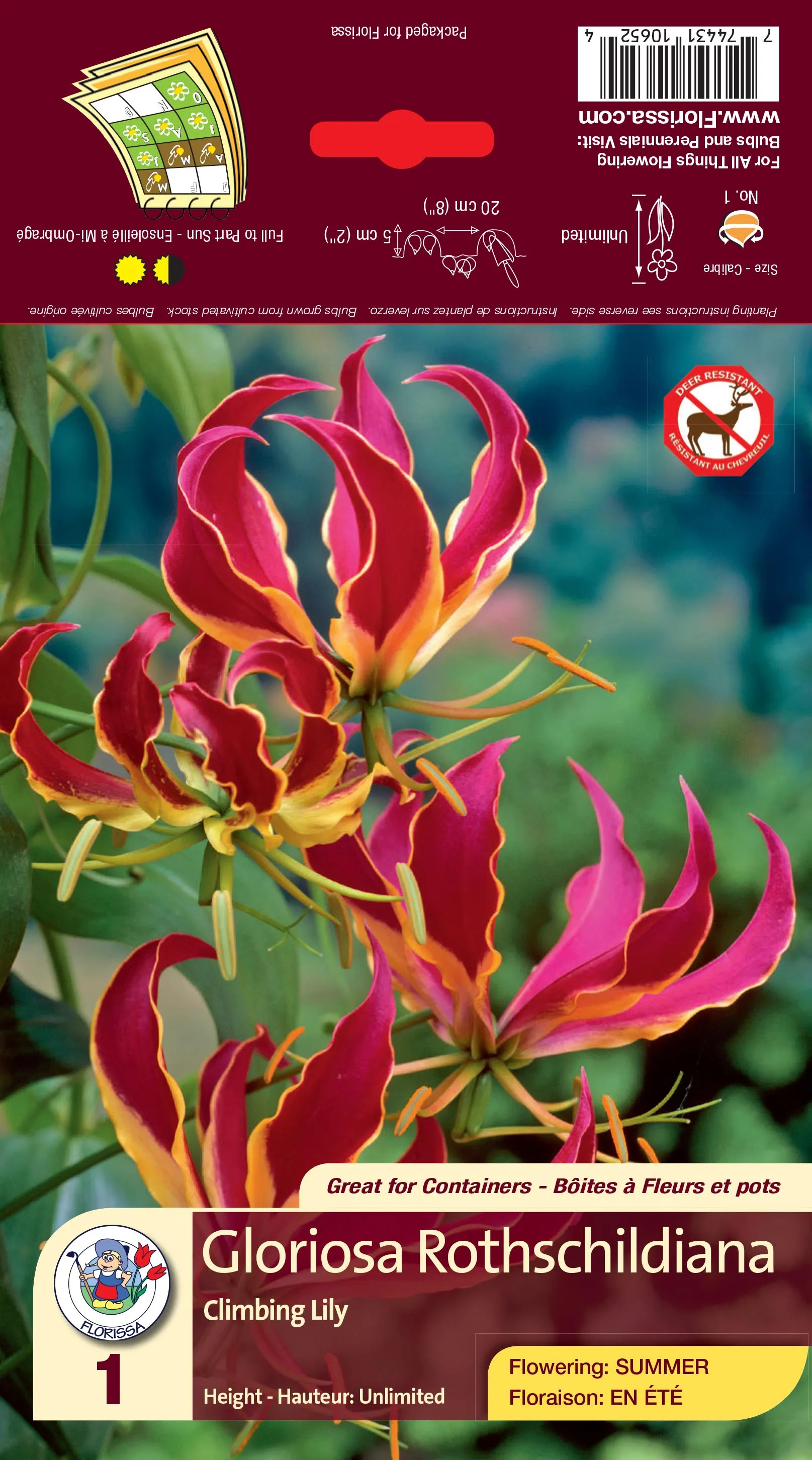 Climbing Lily Gloriosa