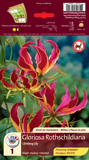 Climbing Lily Gloriosa