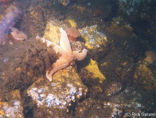Dive Charter to the wreck of the  Asfalto May 10, 2025