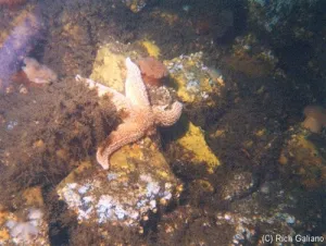 Dive Charter to the wreck of the  Asfalto May 10, 2025
