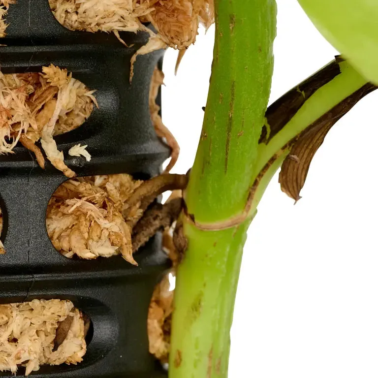 Maze Moss Pole – 5 Pack