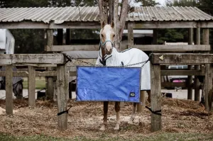 Periwinkle Stable Guards