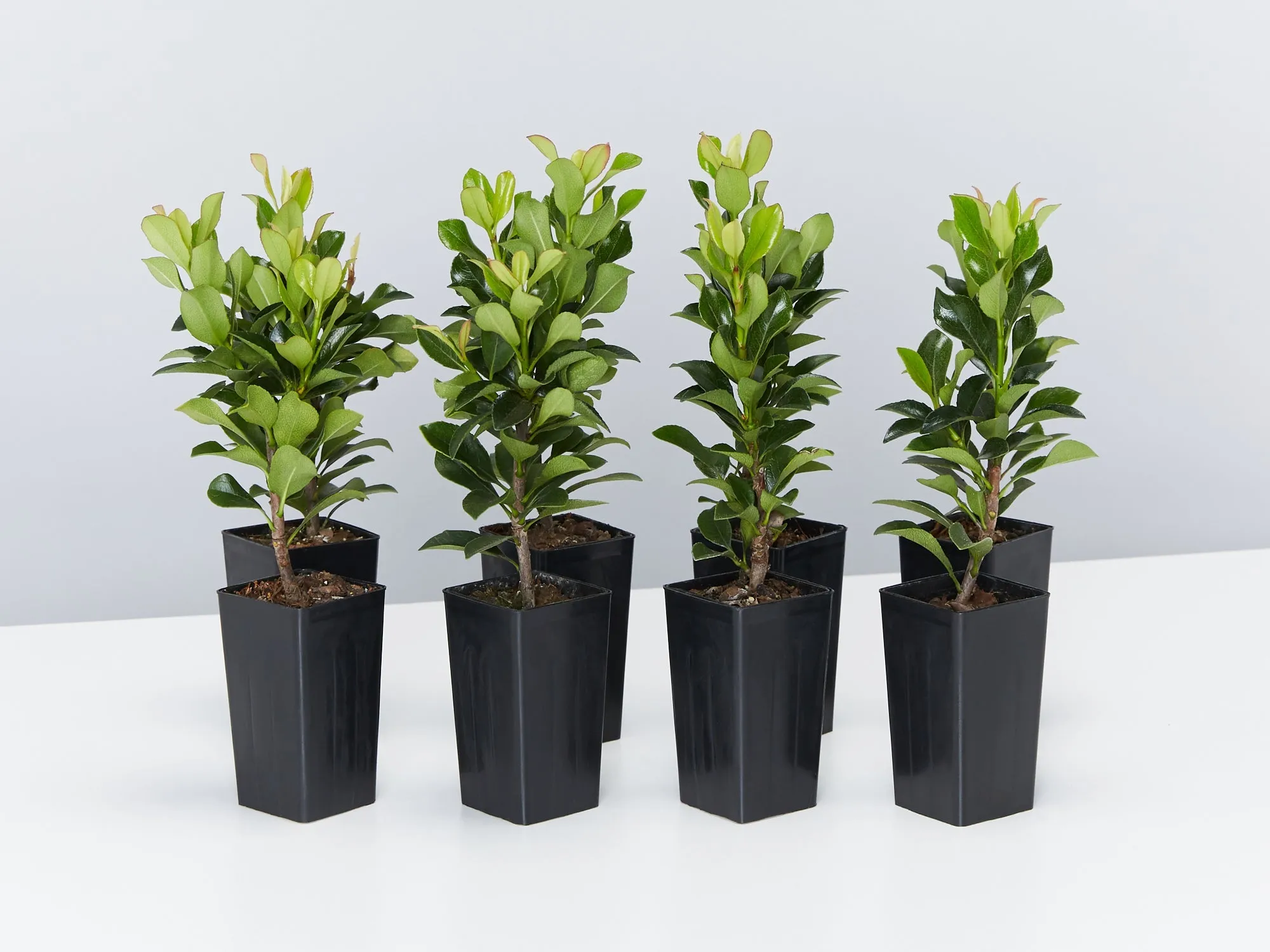 Snow Maiden Dwarf Hedge Pack